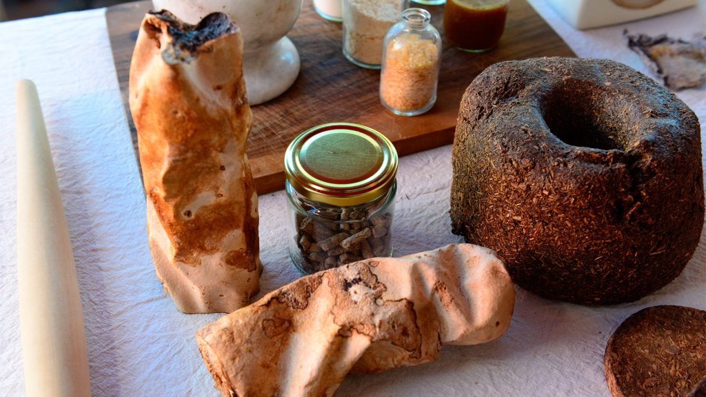 Experimentación con yerba mate y micelio