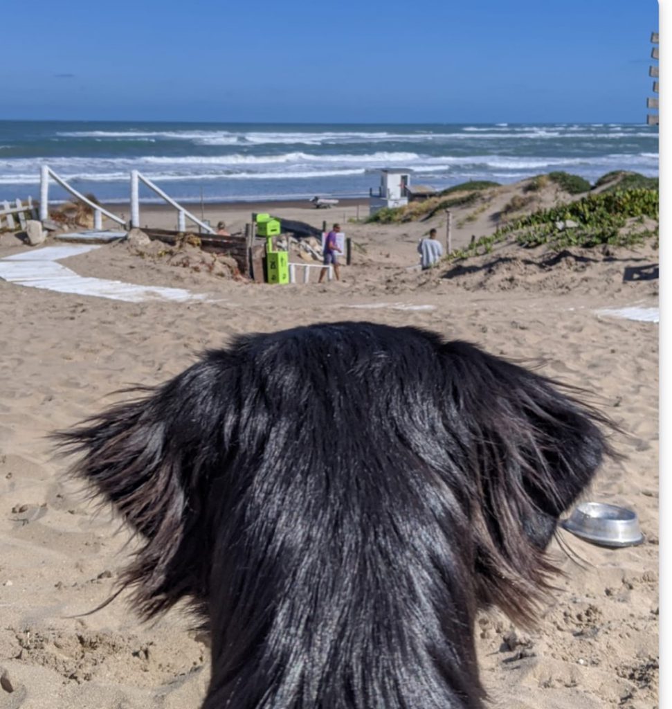 PLAYA PERROS