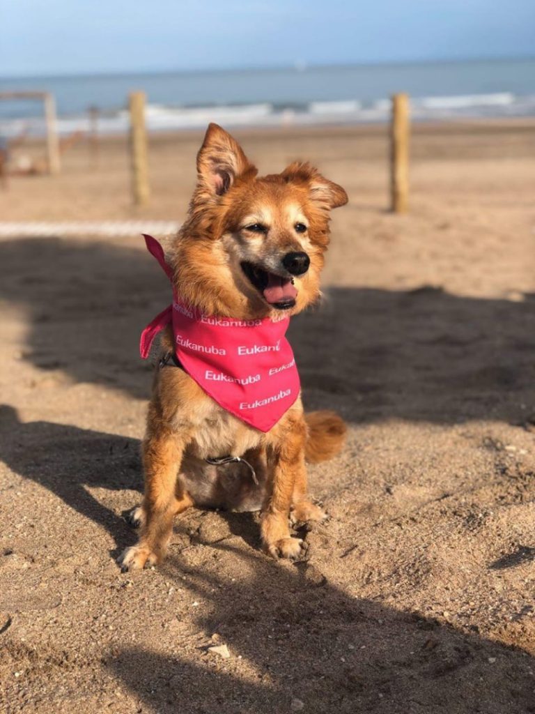 PLAYA PERROS