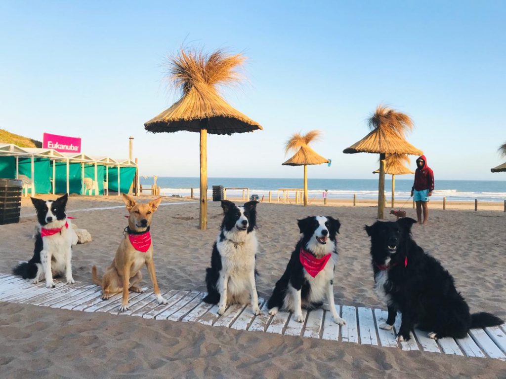 PLAYA PERROS