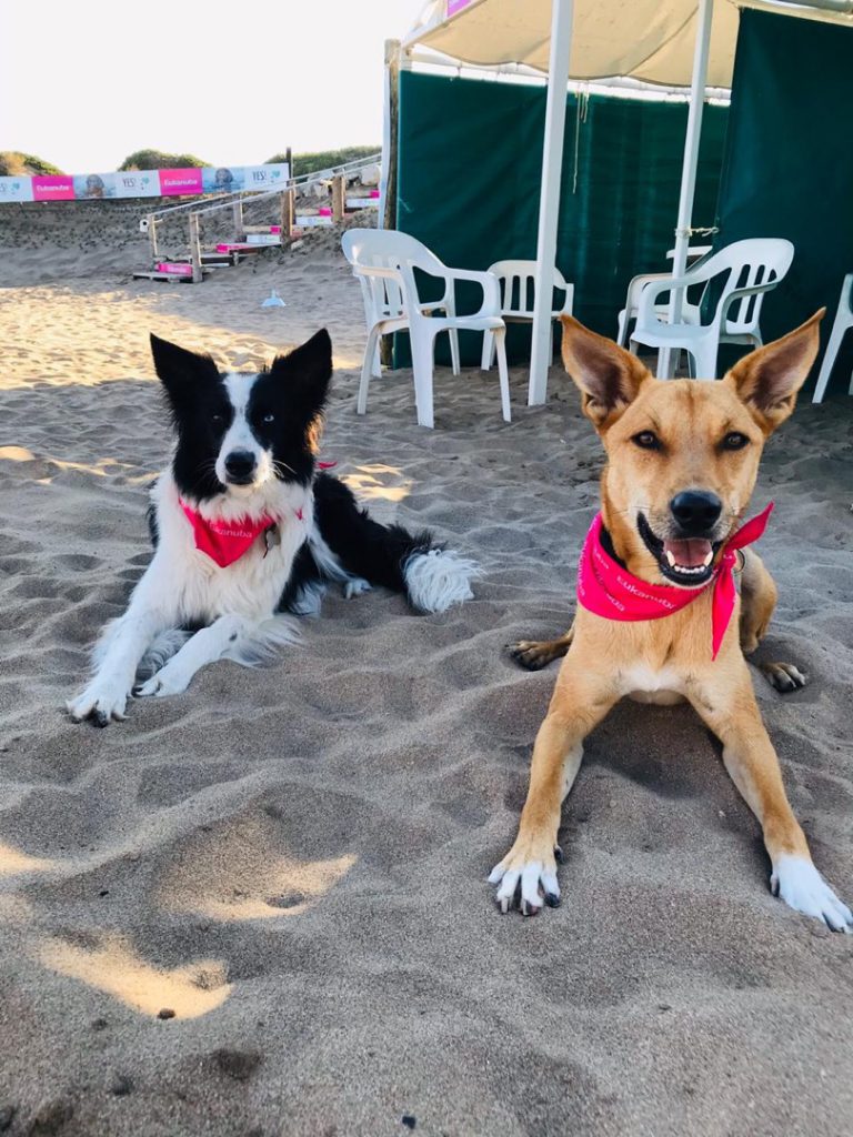 PLAYA PERROS