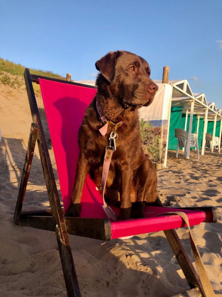 PLAYA PERROS