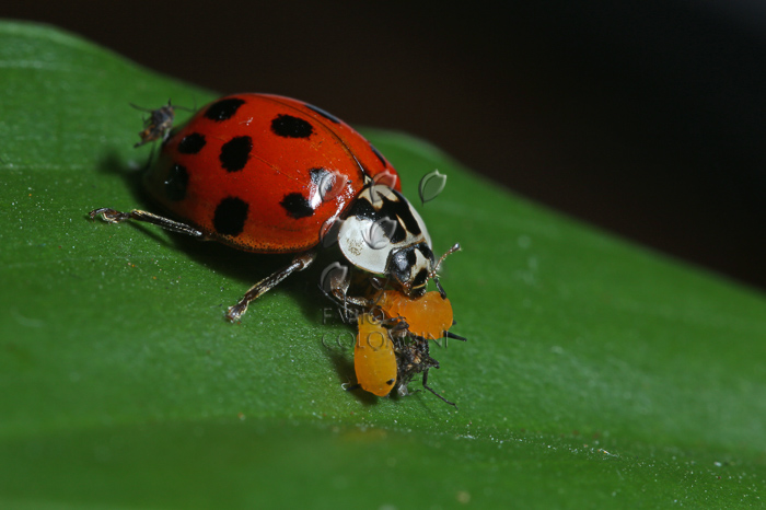 Como acabar com pulgão nas plantas: guia completo para eliminar e prevenir 2 Image