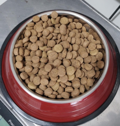 Go Dog 19% Proteína