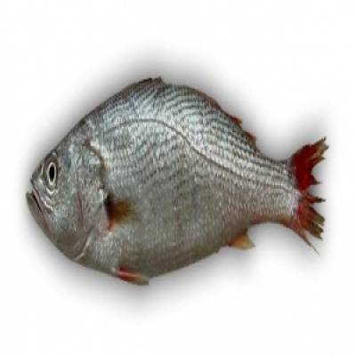 Peixe Pescadinha KG