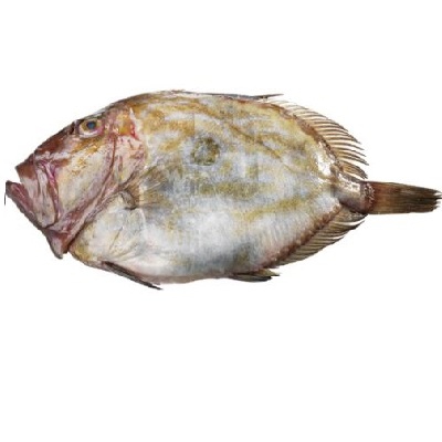 Peixe Galo KG