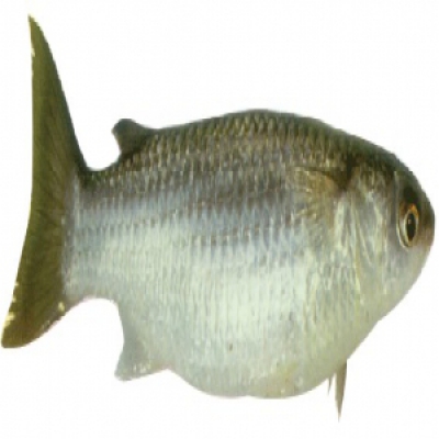 Peixe Tainha KG