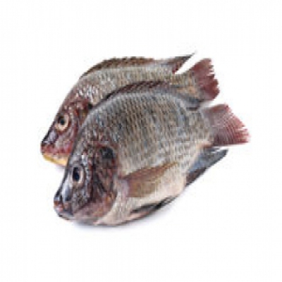Peixe Tilápia Fresca KG