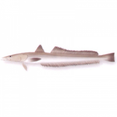 Peixe Tira Vira KG