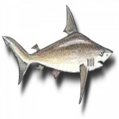 Peixe Cação Fresco Inteiro  KG