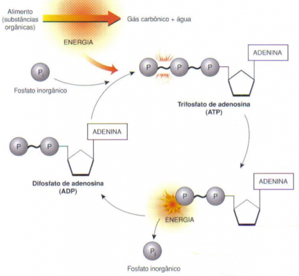ATP