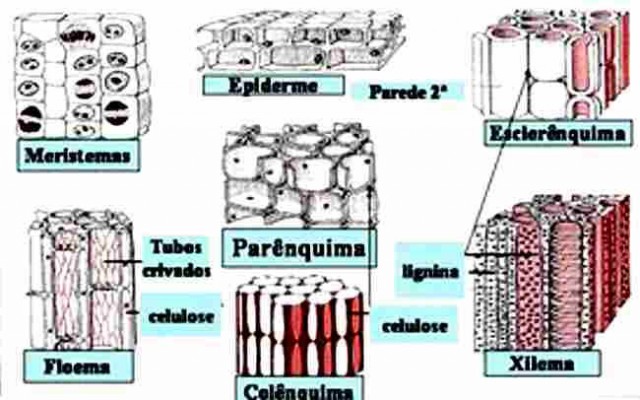 Esquema do tecido meristemático, com células indiferenciadas, e de diferentes tipos de tecidos adultos dos vegetais.