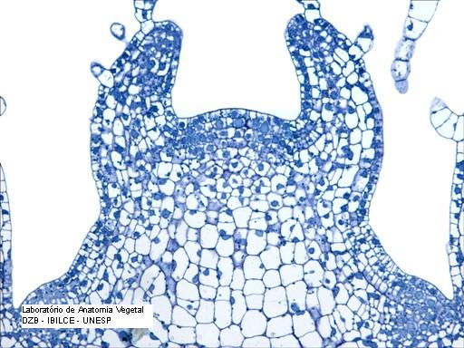 Detalhe do meristema apical do caule de uma Angiosperma.