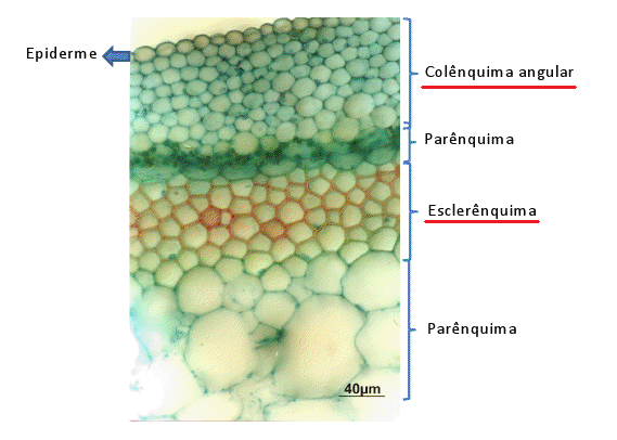 Corte histológico de uma planta, indicando os tecidos.