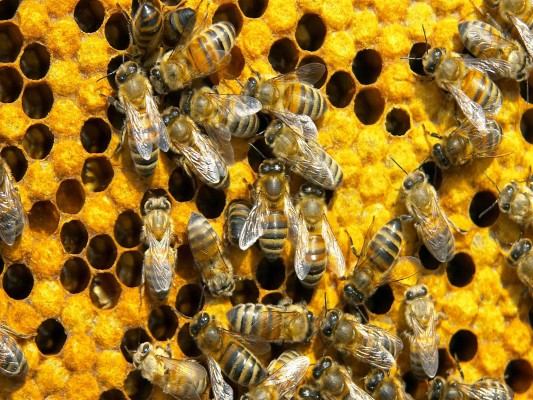 Saiba tudo sobre Relações Ecológicas para não ser predado no vestibular!