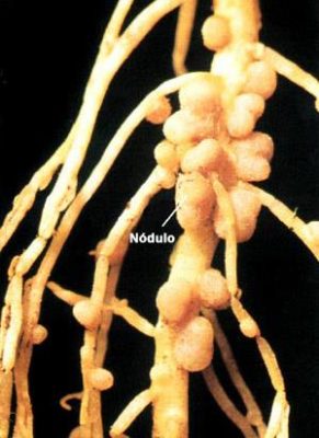 O Que São os Ciclos Biogeoquímicos