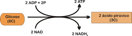 resumo-de-respiracao-celular3