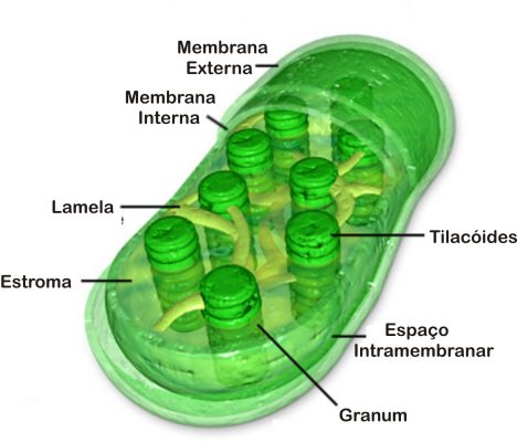 resumo-de-fotossintese3