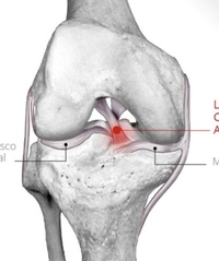 Ricardo Bevilaqua Campos