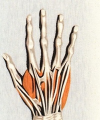 David Bañuelos Ramirez