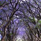  Sandra Gambassi Porto