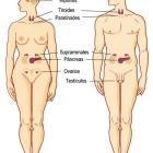 Dra. Livia Silveira Mastella