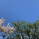 Giulia Lorenzini Nogueira