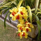  Sheila Ribeiro do Couto