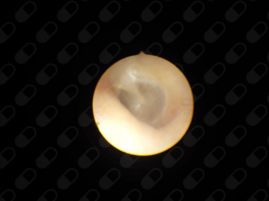 Luiz Eduardo Levy Marques Vicentin-6