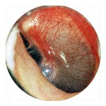 Luiz Eduardo Levy Marques Vicentin-4