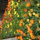 Dra. Juliana Mokayad Hanania