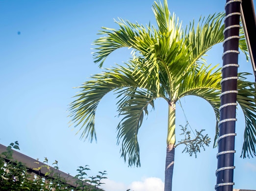 Patrícia Bichara De Carvalho Moreira-15