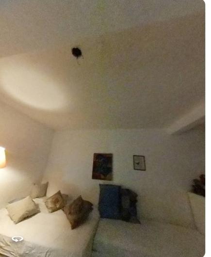 Nicholas  Cecconello-2