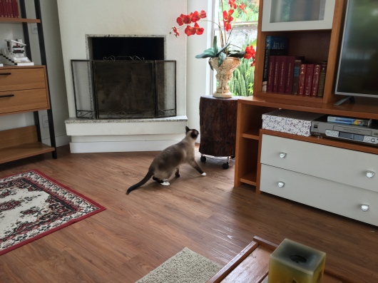 Guilherme De Oliveira Cimardi-1