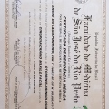 Ampliar imagem: certificate 3