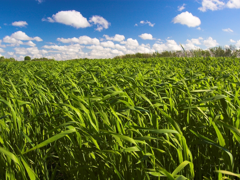Com uma safra projetada acima de 650 milhões de toneladas de cana-de-açúcar, segundo a Companhia Nacional de Abastecimento, o país sustenta uma cadeia que abastece não apenas o mercado de alimentos, mas também o de combustíveis e energia
