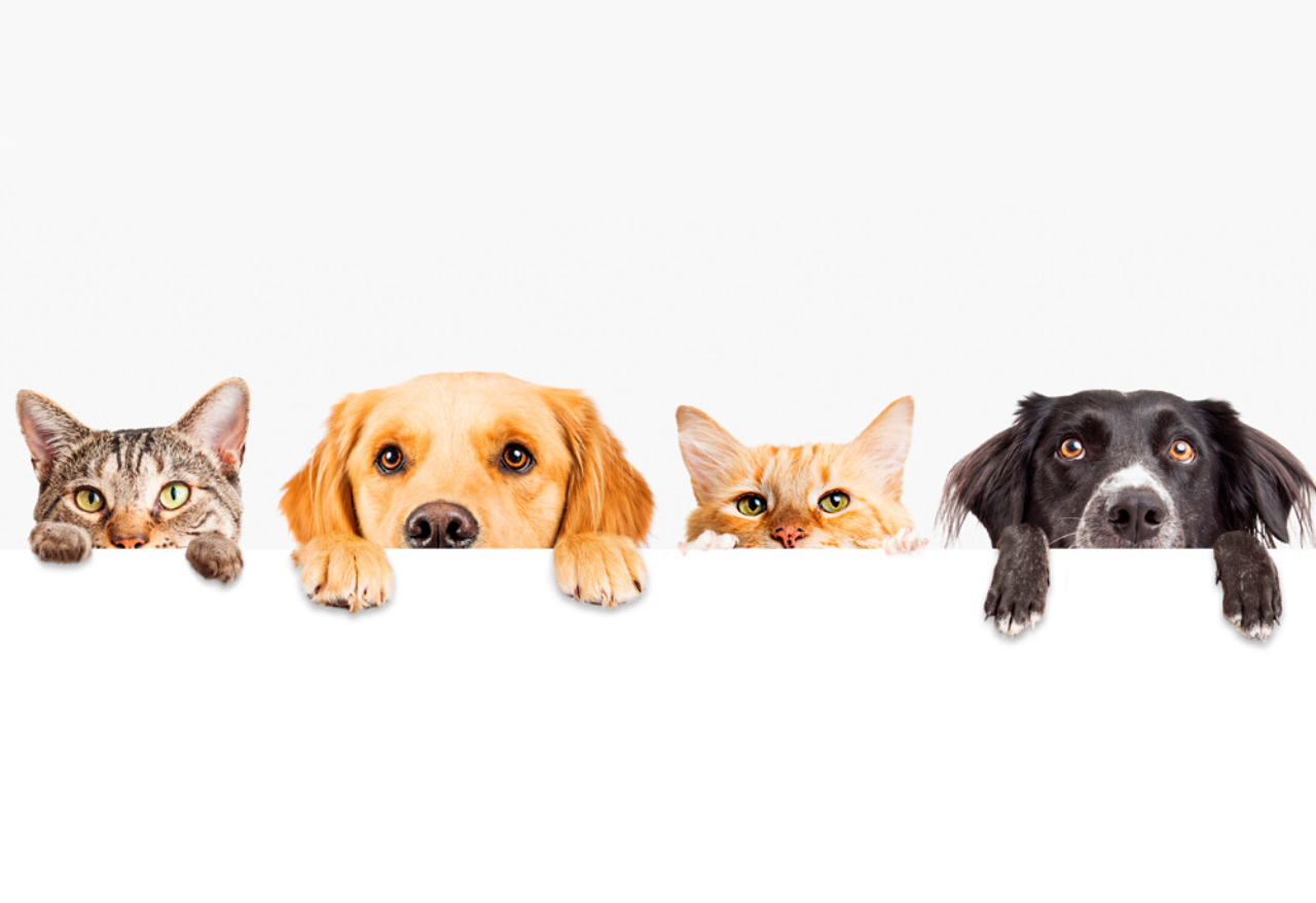 Karecone Pet Shop