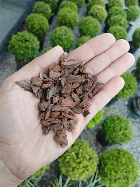 CASCA DE PINUS POLIDA N°2 1KG