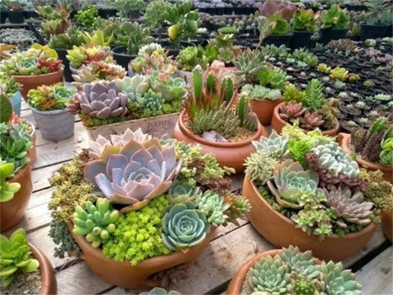 Adubo Fertilizante Para Cactos E Suculentas Vitaplan 150