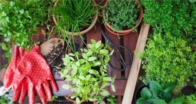 Fertilizante Liquido 04-14-08 Mineral Misto Floresmuda 100ml