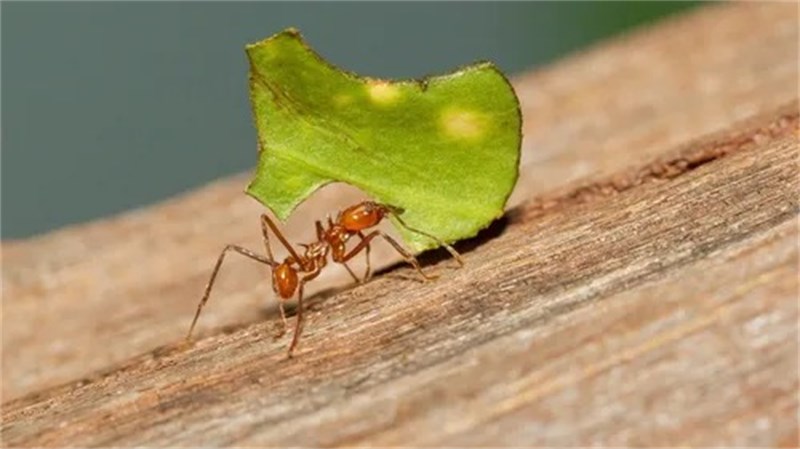 Grão Verde isca Granulada para Formigas Cortadeiras 500g com 10 Pacotes