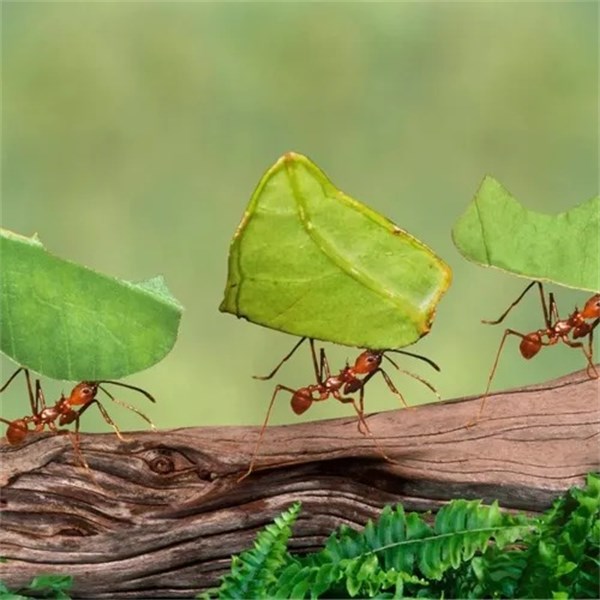 Grão Verde isca Granulada para Formigas Cortadeiras 500g com 10 Pacotes