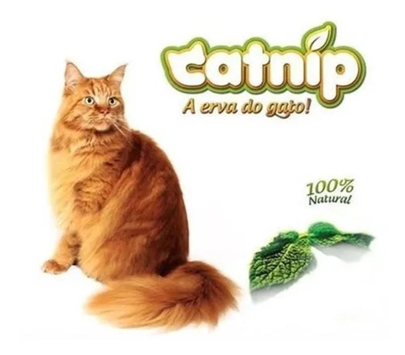 Bolinha De Catnip Para Gatos Erva Natural Cat Nip Ecolog