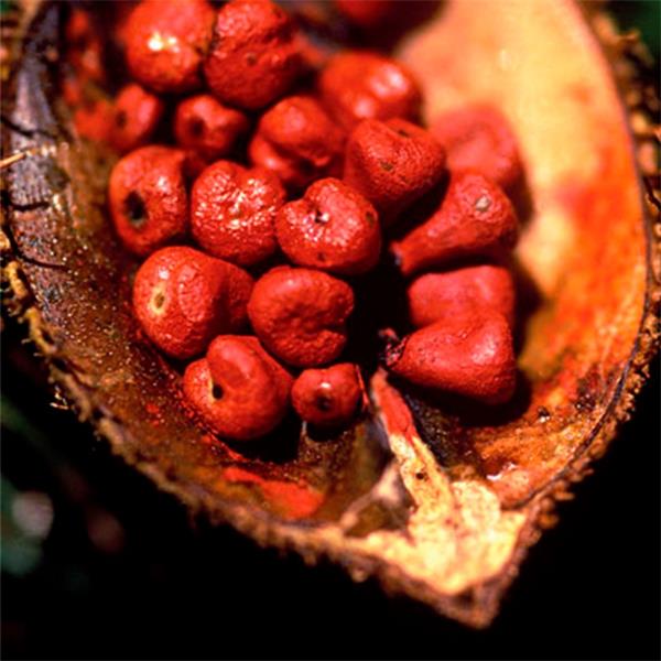 SEMENTE DE URUCUM 50G NATUREBA