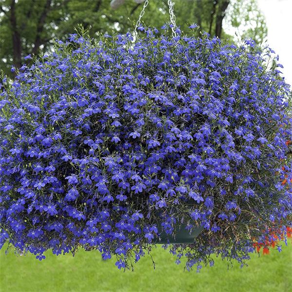 (N)LOBELIA E UNHA DE GATO 500MG 60CAPS NATURAIS DA TERRA