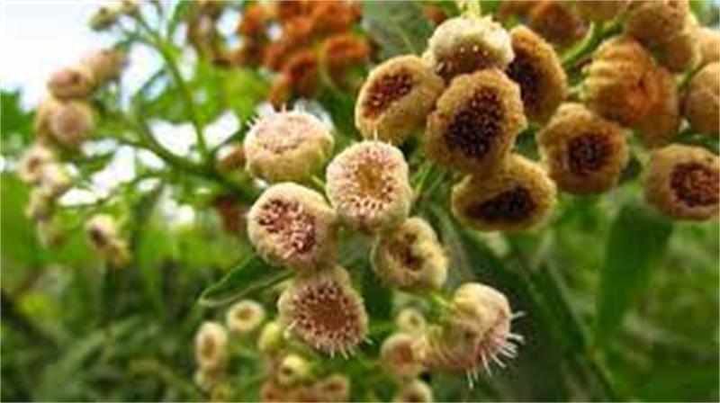 CHA QUITOCO 15G ENTRE ERVAS