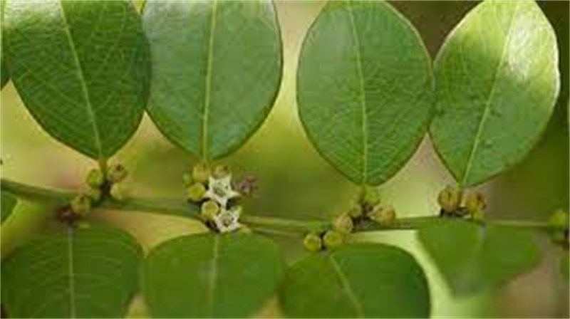 CHA CORONILHA 15G ENTRE ERVAS