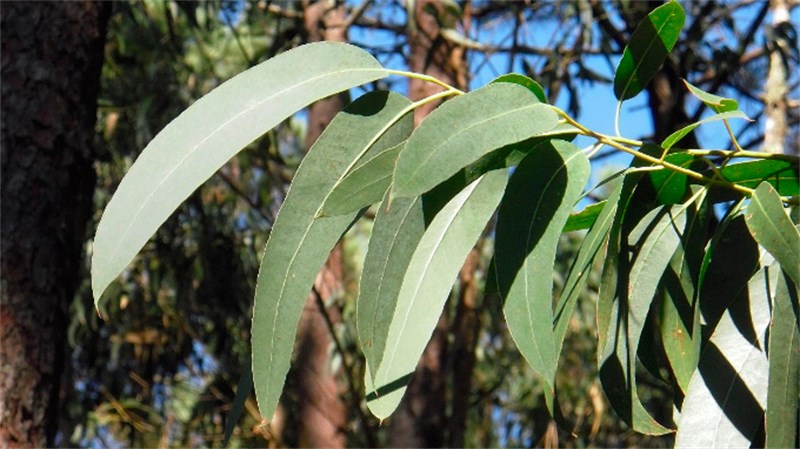 CHA EUCALIPTO 30G NATUREBA
