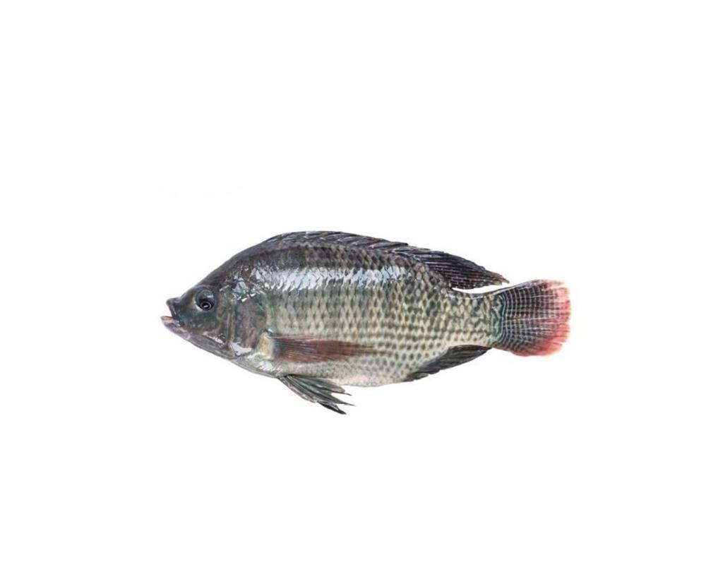 PEIXE CARA TILAPIA KG Multicasa