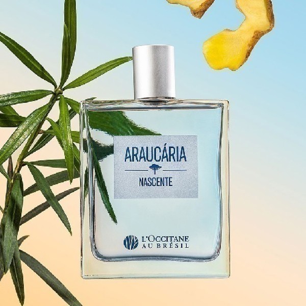 LOCCITANE AU BRESIL ARAUCARIA NASCENTE DEO COLONIA 100ML